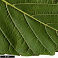 SpeciesSub: subsp. sterculiaceum